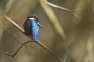 A kingfisher (Alcedo atthis) rests on a branch, surrounded by natural background, in a moment of