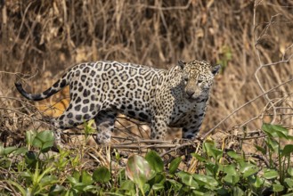 Jaguar (Panthera onca) on a steep bank, Pantanal, Brazil, South America