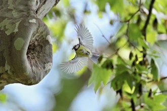 Blue tit (Parus caeruleus), approaching the breeding den, Canton Zug, Switzerland, Europe