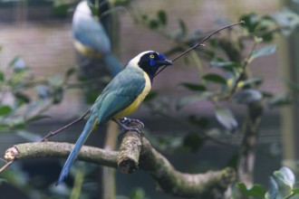 Green Jay (Cyanocorax yncas), adult bird, with nest material in bill, native North America,