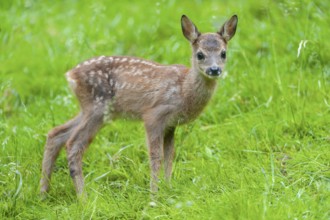 Roe deer (Capreolus capreolus), fawn standing in a meadow and looking attentively, Germany, Europe