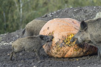 A herd of wild boar (Sus scrofa) stands in a clearing and eats a giant pumpkin