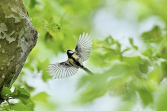 Great tit (Parus major), with food in its beak approaching the breeding den, Canton Zug,