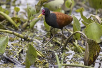 Red-fronted Jacana (Jacana jacana), in the water, Pantanal, Brazil, South America