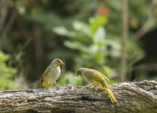 Striped-throated bulbul (Pycnonotus finlaysoni), Phetchaburi, Kaeng Krachan National Park,