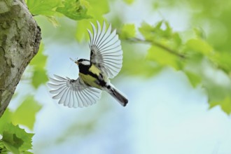 Great tit (Parus major), with food in its beak approaching the breeding den, Canton Zug,