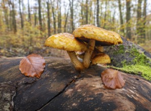 Goldfell Schüppling (Pholiota aurivella), fruiting body on a dead trunk of a copper beech (Fagus