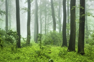 Near-natural deciduous forest of beech, oak and hornbeam with fog in spring, near Freyburg,