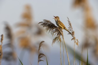 Great Reed Warbler (Acrocephalus arundinaceus), singing on a reed, Lake Kerkini, Greece, Europe