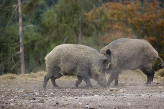 Two adult male wild boars (Sus scrofa) fight in a dry clearing. A forest in autumn leaves can be