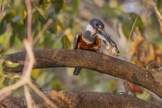 Red-breasted Kingfisher (Megaceryle torquata), on branch, eating piranha, Rio Claro, Pantanal,