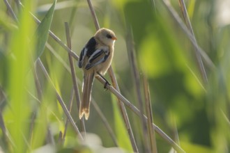 Bearded Tit (Panurus biarmicus), 1 female in backlight, on reed stalk, Danube Delta, Romania,