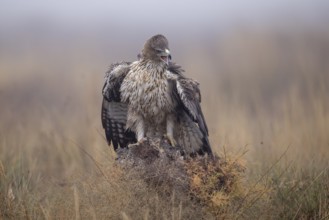 Bonelli's eagle (Aquila fasciata), mantling on tree stump, La Mancha, Spain, Europe