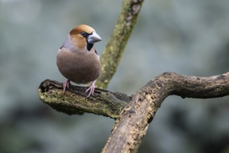 Hawfinch (Coccothraustes coccothraustes), Emsland, Lower Saxony, Germany, Europe