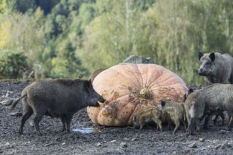 A herd of wild boar (Sus scrofa) stands in a clearing and eats a giant pumpkin