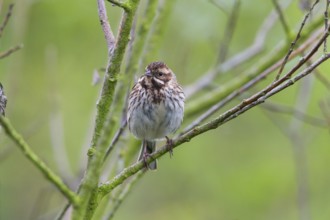 Reed Bunting, (Emberiza schoeniclus), adult female, perched on a twig, Hesse, Germany, Europe