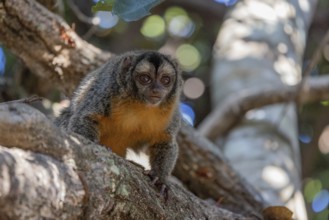 Azaras night monkey (Aotus azarae), in a tree, Pantanal, Brazil, South America