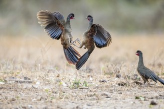 Chacochachalaca (Ortalis canicollis), aerial combat, Pantanal, Brazil, South America