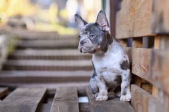 Young blue merle tan French Bulldog dog sitting on wooden palette