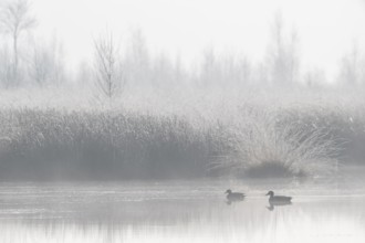 Moor scour with teals (Anas crecca) in the fog, Emsland, Lower Saxony, Germany, Europe