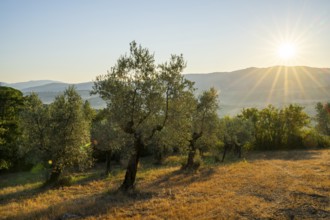 Olive trees growing in the tuscan landscape at sunrise, Chianti Region, Tuscany, Italy, Europe