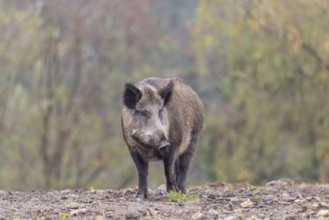 An adult female wild boar (Sus scrofa)stands observing on a small hill. A forest can be seen in the