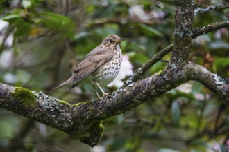 Song Thrush (Turdus philomelos), adult bird perched on a branch, Hesse, Germany, Europe