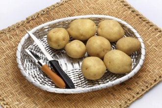 Potatoes Latin Solamum Tuberosum in silver basket with knife and peeler used as vegetables and