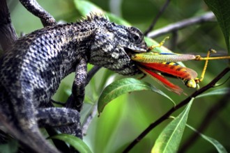 Chameleon eating grasshopper, Jodhpur, Rajasthan, India, Asia