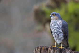 Sparrowhawk (Accipiter nisus) ml Germany