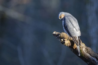 Sparrowhawk (Accipiter nisus) ml Germany