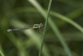 A female dragonfly, Emerald Spreadwing (Lestes dryas), on a blade of grass, Rüsselsheim am Main,