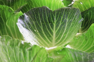 Green vegetable, water drops on pattagobi cabbage