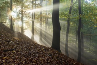 Mystical rays of sunlight penetrate a misty forest covered with autumn leaves, Burgensteig near