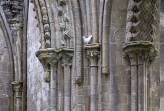 Glastonbury Abbey, monastery ruins, pillar in the crossing with white dove