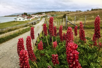 Estancia Harberton, Beagle Channel, Ushuaia, Argentina, South America