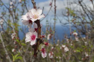 Almond blossom on La Palma, blossom, almond tree (Prunus dulcis), almonds, blossoming, Canary