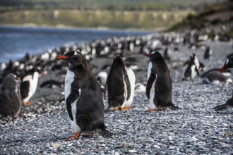 Gentoo penguins (Pygoscelis papua) on Martillon Island, Beagle Channel, Ushuaia, Argentina, South