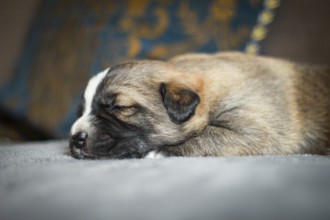 Portrait of small puppy dog lying and sleeping on white background