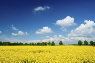 Rape field, trees, rape, summer, blue sky, cumulus clouds, landscape, blooms, blooming, rape