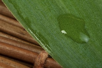 Green leaf background and drops close up