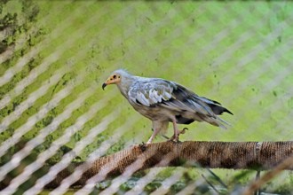 Wild bird, Egyptian Vulture, Sakkarbag, district Junagadh, Gujarat, India, Asia