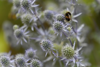 Bumblebee on manstraw (Eryngium), wild bee, bee pasture, insect pasture, garden, ecology,