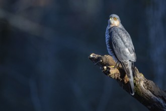 Sparrowhawk (Accipiter nisus) ml Germany