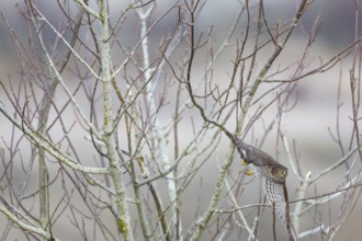 Sparrowhawk (Accipiter nisus) ml Germany