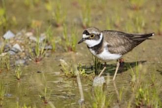 Little Ringed Plover (Charadrius dubius) Germany