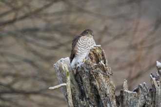 Sparrowhawk (Accipiter nisus) ml Germany