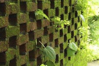 Rustic brick wall during monsoon fine art shot