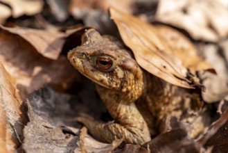 A brown toad (Bufo bufo) hiding well camouflaged under autumn leaves, Lower Saxony, Germany, Europe