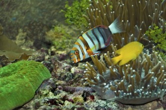 Harlequin tusk fish, Green Island, Cairns, Queensland, Australia, Oceania